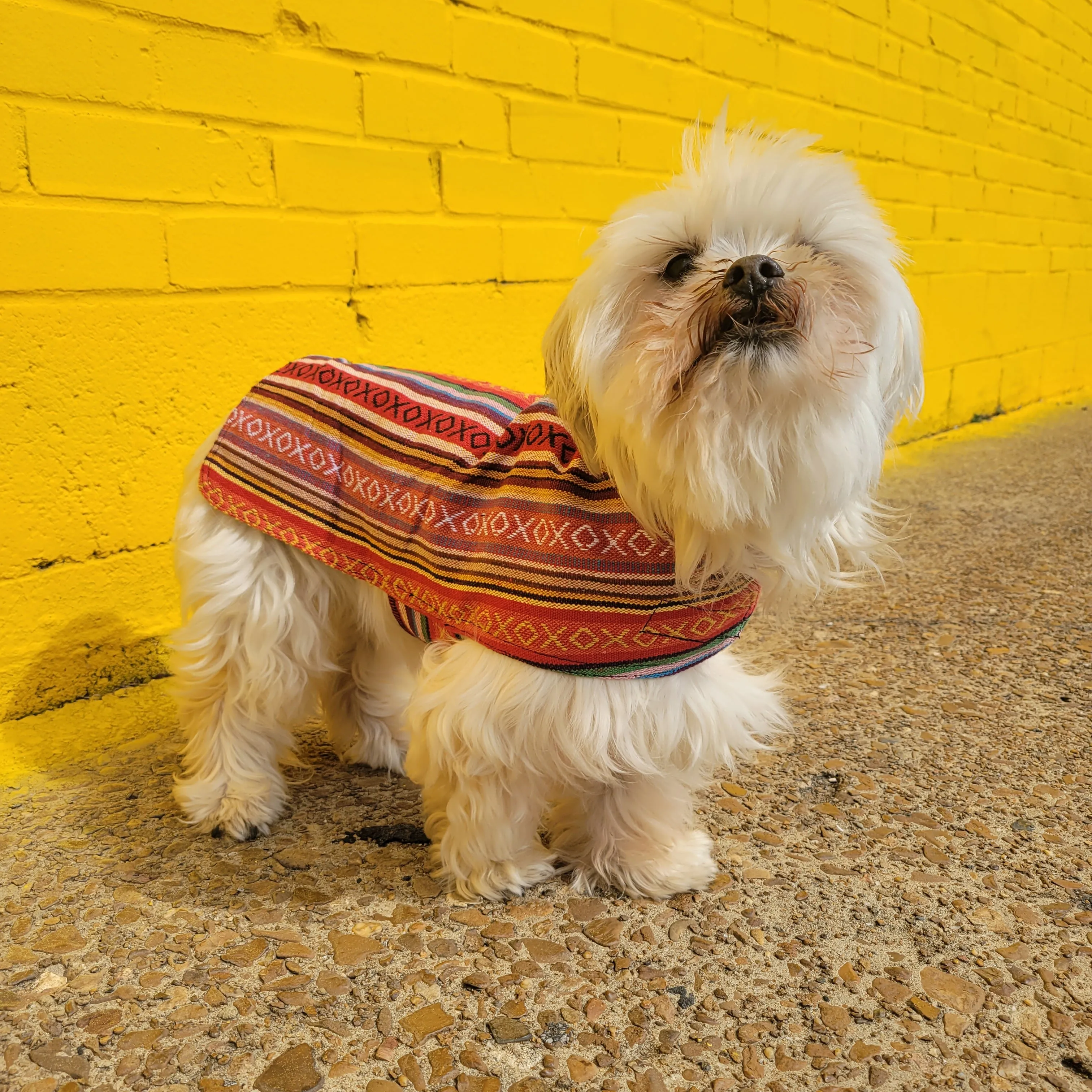 Dog Poncho - Salsa