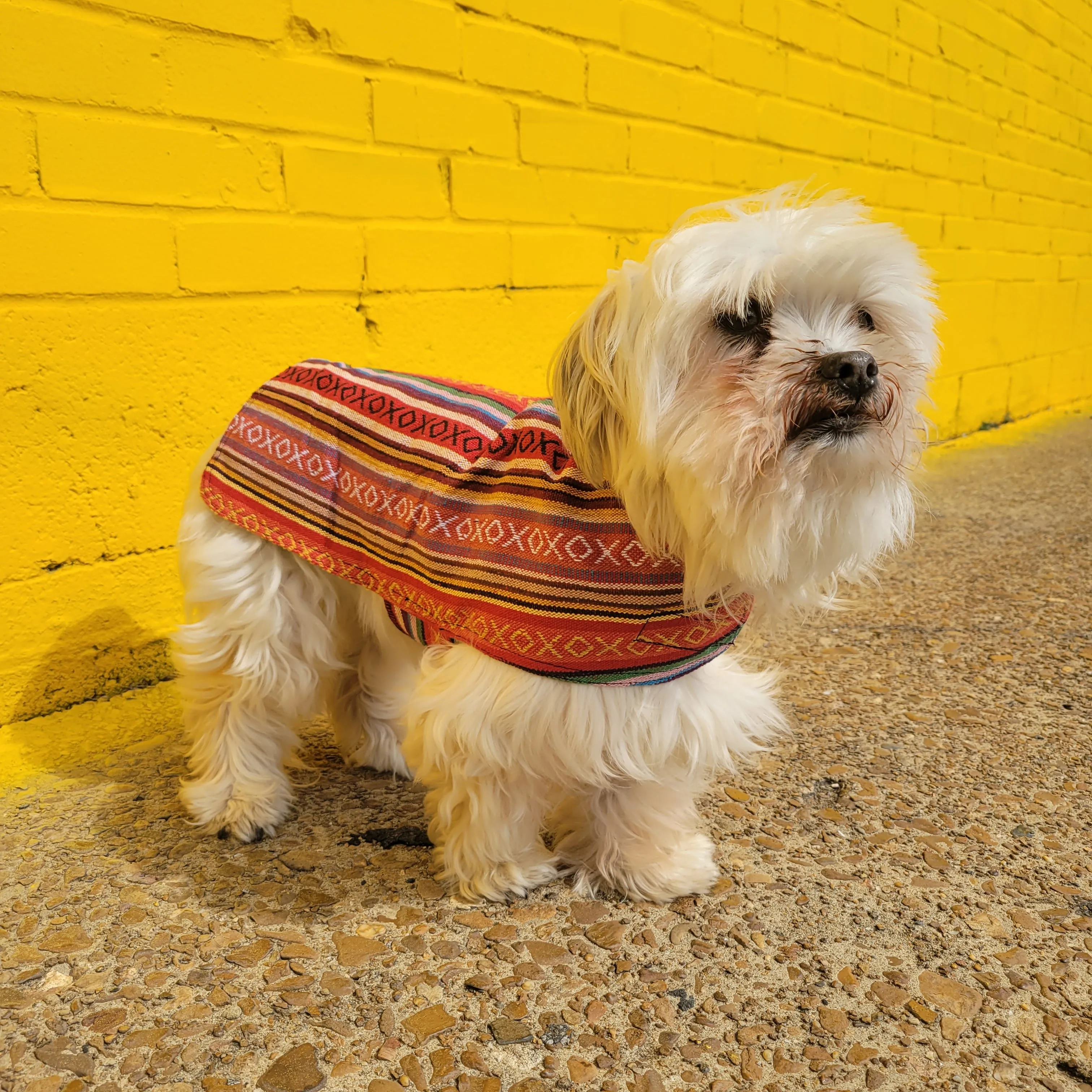 Dog Poncho - Salsa